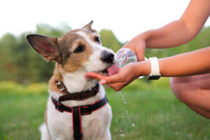 Kolik vody má pes denně vypít?