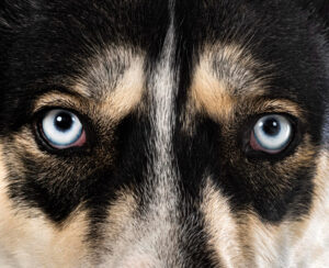 psí oči